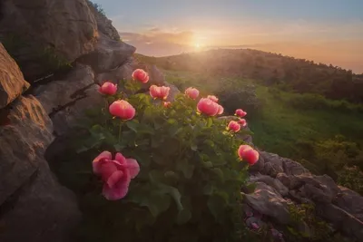 Фотография Пион крымский (Paeonia daurica) Флора Крыма | Фотобанк  ГеоФото/GeoPhoto | GetImages Group