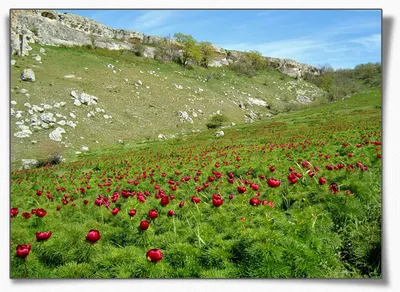 Дикие пионы в Крыму: когда цветут, где растут, фото