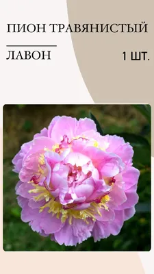 Пион травянистый, корень саженцы для посадки, многолетние цветы для сада -  купить с доставкой по выгодным ценам в интернет-магазине OZON (1127375907)