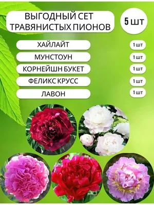 Пион, корень пиона, подарочный набор Дача №1 124217951 купить в  интернет-магазине Wildberries