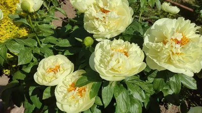 Пион Лемон Шифон (Lemon Chiffon) - YouTube