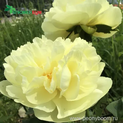 САЖЕНЦЫ | ДОСТАВКА ПО МИРУ on Instagram: \"Пион Лимон Шифон (Paeonia Lemon  Chiffon). Травянистый многолетник. Сорт относится к межвидовым гибридам.  Растет в виде компактного куста высотой не более 80 см. Ветви жесткие