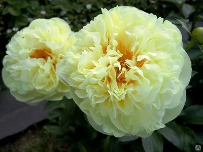 Пион Лемон Чифон / Лемон Шифон (Paeonia Lemon Chiffon)