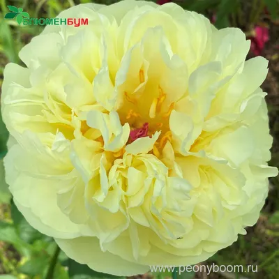 ✔️ Лемон Шифон купить за 2300 руб. в Новосибирске