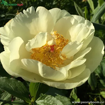 Пион Лемон Чифон / Лемон Шифон (Paeonia Lemon Chiffon)