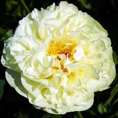 Пион Лемон Шифон / Лемон Чифон (Paeonia Lemon Chiffon)