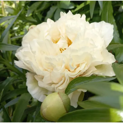 Саженцы Пион Lemon Chiffon (Лемон Шифон): купить саженец в Москве - цена  445 руб.| Доставка почтой