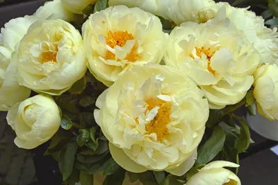 Пион гибридный Paeonia \"Lemon Chiffon\" : С5 | Сибирские газоны - Сибирские  газоны