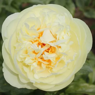 Пион Лемон Шифон Lemon Chiffon