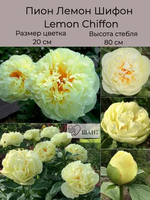 Пион Лимон шифон: фото, описание, отзывы | Купить саженец в СПб, Москве |  Корни пионов Lemon Chiffon с доставкой.