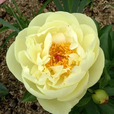 Сажанец пиона Лемон Шифон, LEMON CHIFFON, 1 корневище в упаковке 3-6 почек  - купить с доставкой по выгодным ценам в интернет-магазине OZON (1150600354)