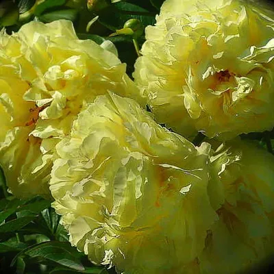 Пион молочноцветковый \"Lemon Chiffon\" купить в питомнике растений с  доставкой по Туле и Тульской области, рассада, выращивание, посадка и уход