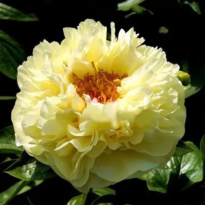 🌱 Пион молочноцветковый Lemon Chiffon по цене от 7938 руб: саженцы,  рассада, крупномеры - купить в Москве с доставкой - интернет-магазин Все  Сорта
