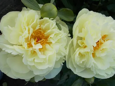 Пион Лемон Шифон / Lemon Chiffon - купить в Краснодаре по низкой цене в  интернет-магазине Мир семян на сайте mirsem.ru с доставкой почтой России ,  службами доставки Boxberry , Сдэк