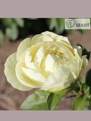 Lemon Chiffon /Лемон Шифон/ | Разукрасим ЖИЗНЬ свою ЦВЕТАМИ. | Дзен