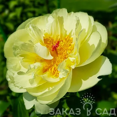 Lemon Chiffon peony. Лемон Шиффон пион. Пулков сад - YouTube