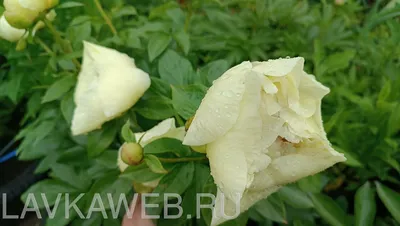 ШАНТ Саженцы пионов Лемон Шифон Lemon Chiffon 1 корень