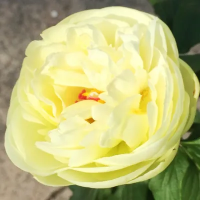 Пион Лемон шифон (Lemon Chiffon), Пион Лемон шифон (Lemon Chiffon) в  интернет-магазине недорого, Пион Лемон шифон (Lemon Chiffon) в Калуге Пионы  Интернет магазин Садовая лавка, товары для садоводов