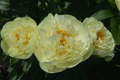 Пион травянистый Lemon Chiffon - ПоискПлант