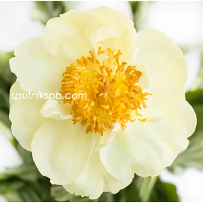 Пион Лемон Шиффон (Paeonia Lemon Chiffon / Ning meng xue fang) купить в  Москве по низкой цене из питомника, доставка почтой по всей России |  Интернет-магазин Подворье