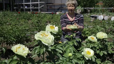 ᐅ Пион \"Лемон Шифон\" (Paeonia \"Lemon Chiffon\") купить по цене производителя  ✓доставкой почтой в магазине ❀Пролисок❀ Украина - Интернет-магазин  «Пролисок» - садовые растения почтой