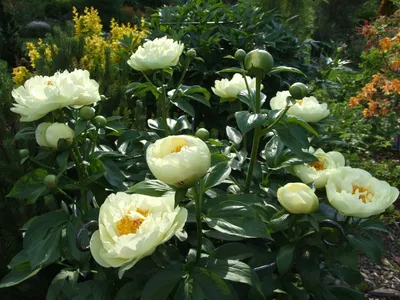 Пион травянистый ЛЕМОН ШИФОН (Paeonia Lemon Chiffon) / Садовый центр  Селятино