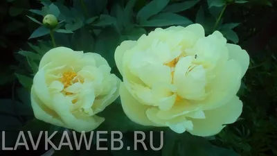 Купить пионы Лемон Шифон оптом в СПб ✿ Оптовая цветочная компания СПУТНИК