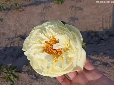 Пион Лемон Шифон (Lemon Chiffon) – Растения 26