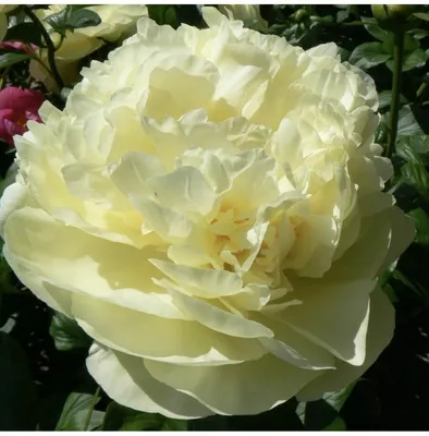 Пион Лемон Шифон (Lemon Chiffon) - Питомник роз