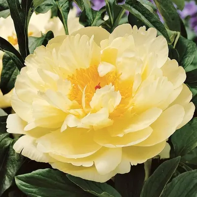 Пион Лемон шифон (Lemon Chiffon), Пион Лемон шифон (Lemon Chiffon) в  интернет-магазине недорого, Пион Лемон шифон (Lemon Chiffon) в Калуге Пионы  Интернет магазин Садовая лавка, товары для садоводов