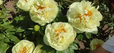 ᐅ Пион \"Лемон Шифон\" (Paeonia \"Lemon Chiffon\") купить по цене производителя  ✓доставкой почтой в магазине ❀Пролисок❀ Украина - Интернет-магазин  «Пролисок» - садовые растения почтой