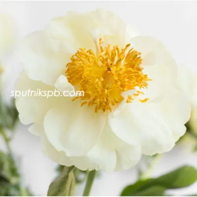 Украина - Пион молочноцветковый Lemon Chiffon (Лемон Шифон) - Купить  семена, товары для сада, огорода в интернет магазине \"Агро-Store\"