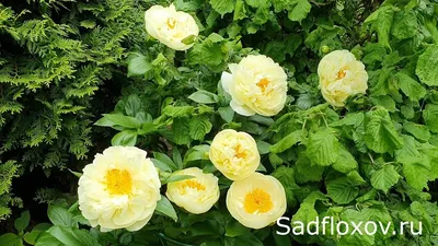 Сажанец пиона Лемон Шифон, LEMON CHIFFON, 1 корневище — купить в  интернет-магазине по низкой цене на Яндекс Маркете