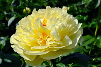 Пион молочноцветковый \"Lemon Chiffon\" купить в питомнике растений с  доставкой по Перми и Пермскому краю, рассада, выращивание, посадка и уход
