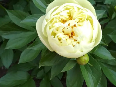 Пион Лемон Шифон / Lemon Chiffon - купить в Краснодаре по низкой цене в  интернет-магазине Мир семян на сайте mirsem.ru с доставкой почтой России ,  службами доставки Boxberry , Сдэк