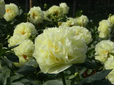 Пион Лемон Шифон (Lemon Chiffon) – Растения 26