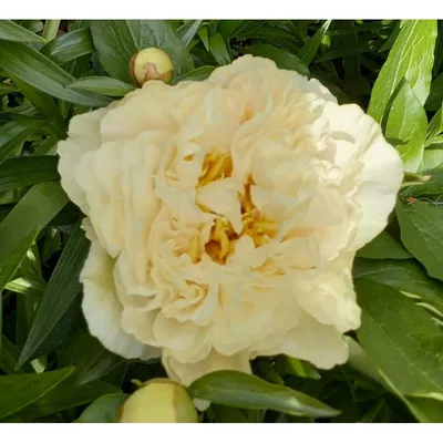 Paeonia lemon Chiffon - YouTube