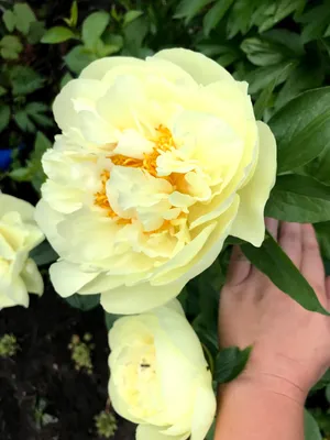 Пион Лемон Шифон Lemon Chiffon