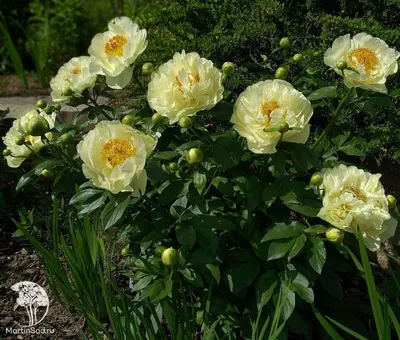 Пион Лемон Шиффон (Лимон Шифон, Lemon Chiffon): характеристики, фото,  посадка и уход