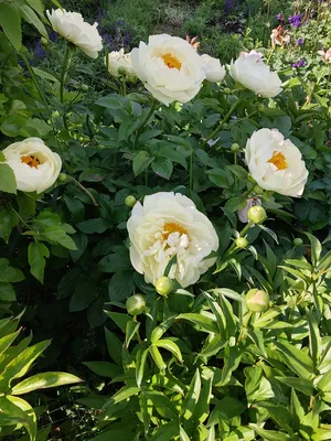 Пион Смит Фэмили Еллоу (Paeonia itoh Smith Family Yellow). ИТО-гибрид.  Полумахровый – махровый розовидный (30-50 лепестков). Цветок диаметром от  13 до 20 см, жёлтый с маленькими, не очень заметными красными мазками в