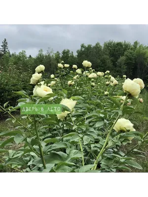 Пион Lemon Dream (Лемон Дрим) купить саженцы почтой из питомника «АГРОФОНД»