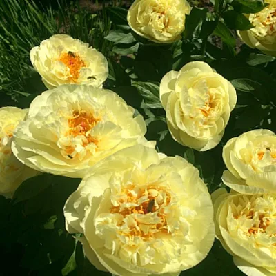 Пион молочноцветковый \"Lemon Chiffon\" купить в питомнике растений с  доставкой по Туле и Тульской области, рассада, выращивание, посадка и уход
