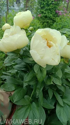 Пион Лемон шифон (Lemon Chiffon), Пион Лемон шифон (Lemon Chiffon) в  интернет-магазине недорого, Пион Лемон шифон (Lemon Chiffon) в Калуге Пионы  Интернет магазин Садовая лавка, товары для садоводов