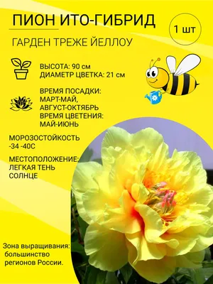 Пион ито-гибрид «Лоллипоп» разбор 2-3 по цене 2955 ₽/шт. купить в Москве в  интернет-магазине Леруа Мерлен