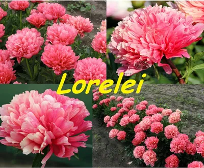 Пион Лорелей - Paeonia Lorelei отзывы