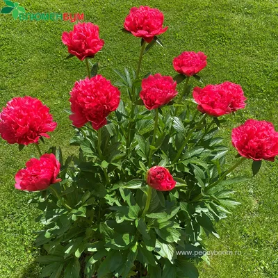 Пион Лорелея (Paeonia Lorelei) | Юлин сад