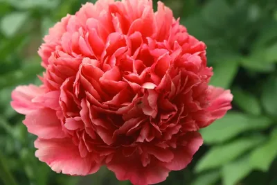 Пион Лорелей – Paeonia Lorelei