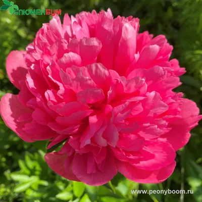 Пион Лорелей (Paeonia Lorelei)