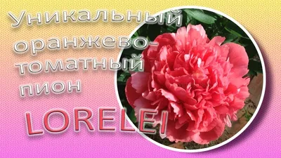 Пион Лорелей/LORELEI