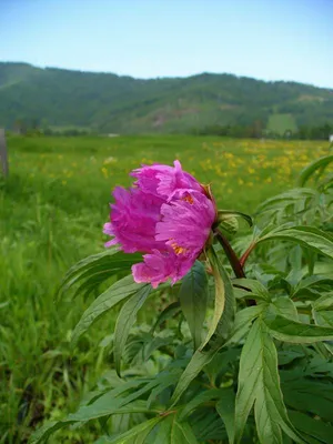 Пион (Марьин корень), (корни) 100 г в Караганде - натуральная продукция,  быстрая доставка и низкие цены